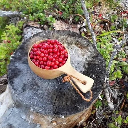 Arctic Tuomi * Rovaniemi