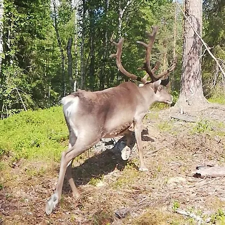 Arctic Tuomi *